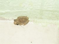 barbados 026